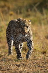 Vertical portrait of a powerful leopard walking towards camera in Masai Mara Kenya