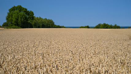 8K Weizenmeer am Meer Sommer