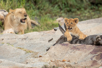 Lion cub resting on a dead wildebeest sitting on a big rock in M