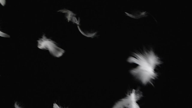Beautiful texture of many flying white feathers  for using in composition,  on black background isolated. Screen mode for blending or transitions.  Slow motion 200 fps