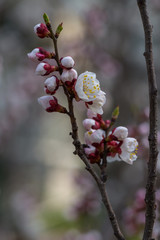 Nice white apricot spring flowers branch on blue sky background