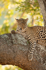 Vertical portrait of a beautiful leopard lying down in tree in Kruger Park South Africa