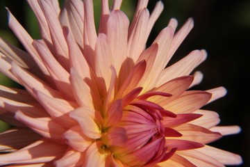 Dahlie, die K&ouml;nigin des Sommers