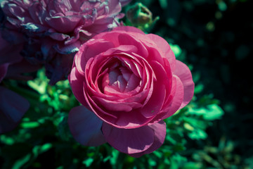 Blumen pink rosa sommer 