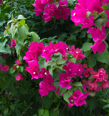 Pink bougainvilleas flower. Bloming tropical brush. Green garden. Botanical composition. Fresh herbs. Wallpaper, backdrop and postcard.