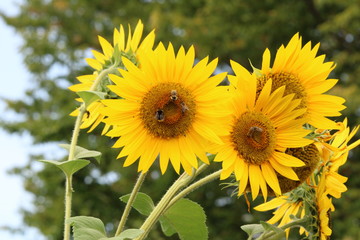 noch mehr Sonnenblumen