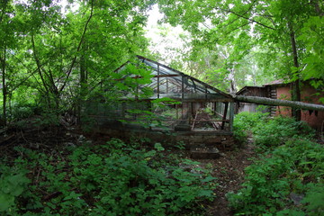 old abandoned greenhouse with plants