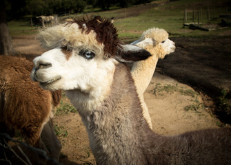 Very funny smiling alpaca