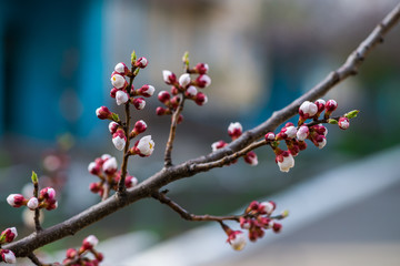 Nice white apricot spring flowers branch on blue sky background
