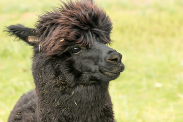 Black alpaca close up