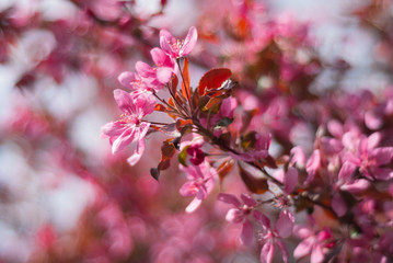 blooming of paradise apple trees in spring in the park