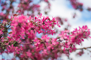 blooming of paradise apple trees in spring in the park