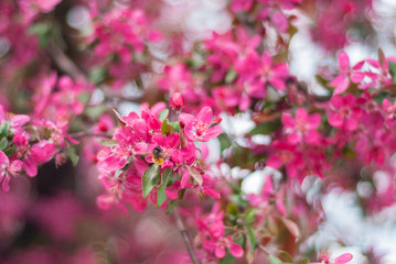 blooming of paradise apple trees in spring in the park