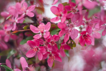 Fototapeta na wymiar blooming of paradise apple trees in spring in the park