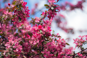 Fototapeta na wymiar blooming of paradise apple trees in spring in the park