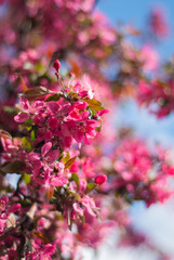 blooming of paradise apple trees in spring in the park