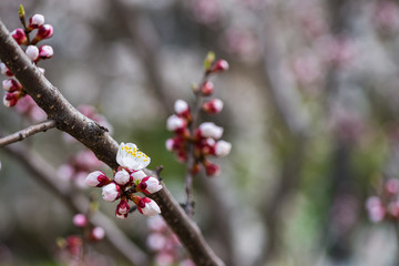 Nice white apricot spring flowers branch on blue sky background