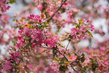 blooming of paradise apple trees in spring in the park