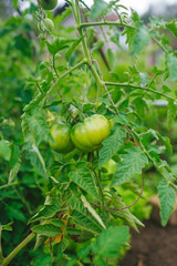green tomatoes on the branch in the garden
