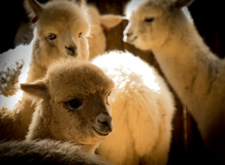 Herd of baby alpacas