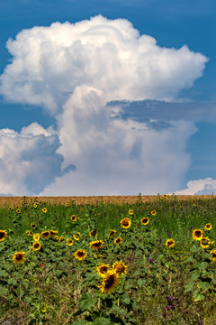 Ein Feld mit Sonnenblumen und im Hintergrund eine aufkommende Gewitterwolke die aussieht wie ein Atompilz