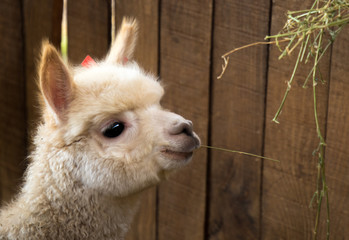 white alpaca with a brown eyes eating straw