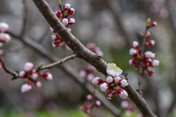 Nice white apricot spring flowers branch on blue sky background