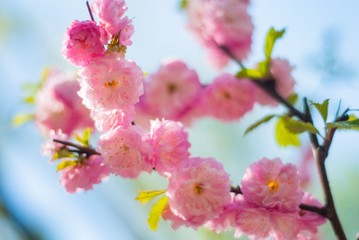 beautiful sakura blossom in spring in the park