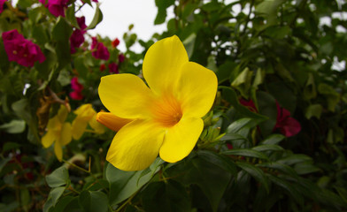 Yellow flowers. Beauty blossom in garden. Wallpaper, backgrouna and postcard. Yellow bell.