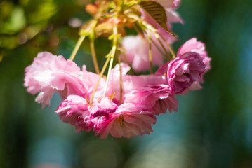 beautiful sakura blossom in spring in the park