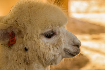 Furry, funny, cute white alpaca head side-view