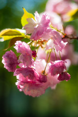 beautiful sakura blossom in spring in the park