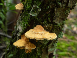 梅の木に生えているキノコ