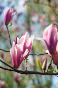spring flowering magnolias in the park and in the garden