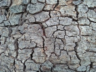 Real Thick Bark Wood Tree Texture, Rough Surface Pattern, Bark Of Tree, Background, Shallow depth of field