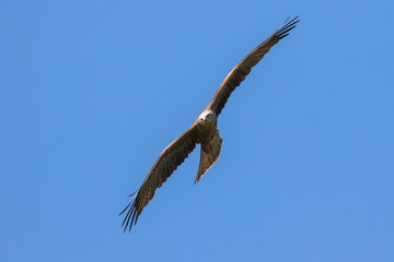 Red kite (scientific name Milvus milvus) in flight