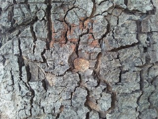 Real Thick Bark Wood Tree Texture, Rough Surface Pattern, Bark Of Tree, Background, Shallow depth of field, Close-up photo