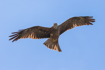Red kite (scientific name Milvus milvus) in flight