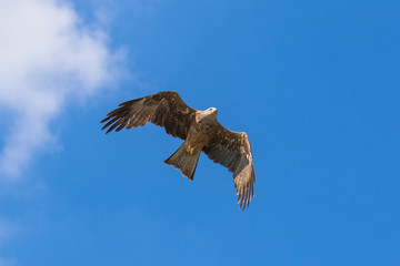 Red kite (scientific name Milvus milvus) in flight