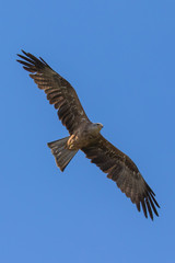 Fototapeta na wymiar Red kite (scientific name Milvus milvus) in flight