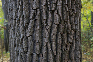 wood texture in the forest