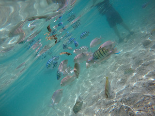 Beautiful tropical fish swimming under water off Fraser Island - Australia