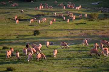 flock of sheeps in the green field at sunset