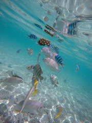 Fototapeta na wymiar Beautiful tropical fish under water off Fraser Island - Australia