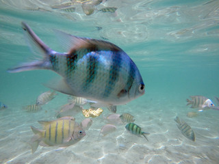 Beautiful tropical fish under water off Fraser Island - Australia