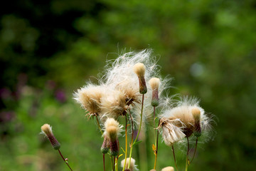 Photography of fluffy creeping thistle like blow ball in field, dispersing on wind. Bright sunny summer meadow in noon. Blurry herbals, plants and green trees on bokeh background.