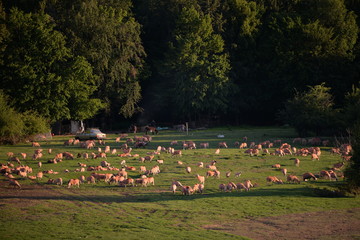 flock of sheeps in the green field at sunset