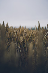 Wheat Field in the Wind