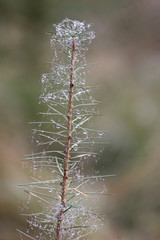 Spinnenwebe über Zweig