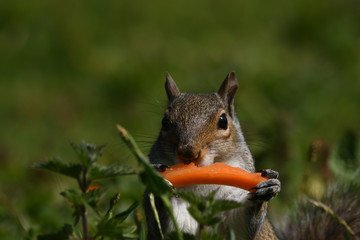 Squirrel eats takes a break from nuts and eats a piece of carrot